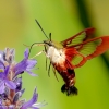 Community-Park-hummingbird-moth-2-of-19
