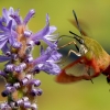 Community-Park-hummingbird-moth-3-of-19