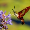 Community-Park-hummingbird-moth-4-of-19