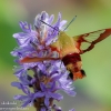 Community-Park-hummingbird-moth-5-of-19