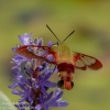Community-Park-hummingbird-moth-6-of-19