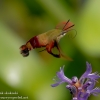 Community-Park-hummingbird-moth-7-of-19