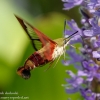 Community-Park-hummingbird-moth-8-of-19