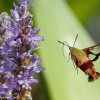 Community-Park-hummingbird-moth-9-of-19