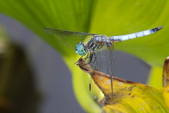 Community Park Dragonflies July 28 to August 2 2020