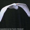 Community-park-egret-15-of-44