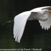 Community-park-egret-17-of-44