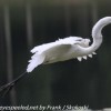 Community-park-egret-19-of-44