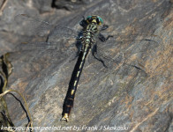 Community Park June  dragonflies 23 ,24 ,25  2021  