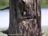 Community Park tree swallow -063