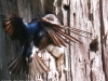 Community Park tree swallow -065