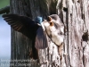 Community Park tree swallow -066