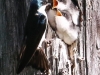 Community Park tree swallow -069