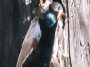 Community Park tree swallow -074