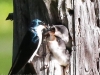 Community Park tree swallow -079