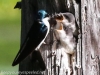 Community Park tree swallow -080