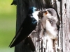 Community Park tree swallow -081