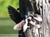 Community Park tree swallow -090