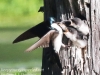 Community Park tree swallow -091