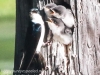Community Park tree swallow -094