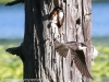 Community Park tree swallow -127
