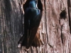 Community Park tree swallow -135