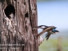 Community Park tree swallow -136