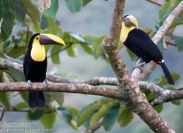 Costa-Rica-Day-Five-Arenal-Observatory-Lodge-morning-hike-critters-1-of-43