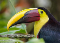 Costa-Rica-Day-Seven-Arenal-Observatory-Lodge-morning-birds-26-of-26