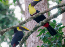 Costa-Rica-Day-Six-Arenal-Observatory-Lodge-birding-hike-1-of-15