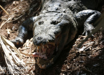 crocodile (4 of 4).jpg