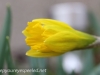 Crocus and daffodil (12 of 21).jpg