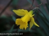 Crocus and daffodil (14 of 21).jpg