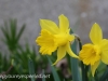Crocus and daffodil (15 of 21).jpg