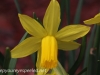 Crocus and daffodil (17 of 21).jpg