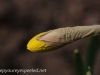 Crocus and daffodil (19 of 21).jpg