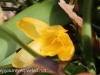 Crocus and daffodil (21 of 21).jpg
