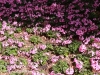 Dallas Texas Arboretum flowers-24