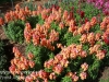 Dallas Texas Arboretum flowers-31