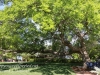 Dallas Texas Arboretum walk-16