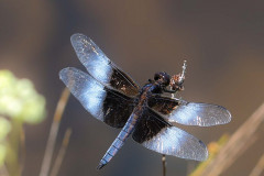 Damselflies and dragonflies June 25 2020 