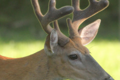 Deer backyard July to August 2020