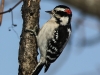 PPL Wetlands downy woodpecker (1 of 1)