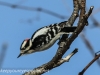 PPL Wetlands downy woodpecker 12 (1 of 1)