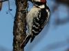 PPL Wetlands downy woodpecker 2 (1 of 1)