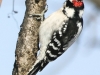 PPL Wetlands downy woodpecker 4 (1 of 1)