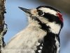 PPL Wetlands downy woodpecker 5 (1 of 1)