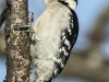 PPL Wetlands downy woodpecker 6 (1 of 1)