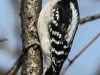 PPL Wetlands downy woodpecker 7 (1 of 1)