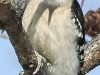 PPL Wetlands downy woodpecker 8 (1 of 1)